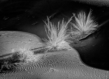 Desert grass